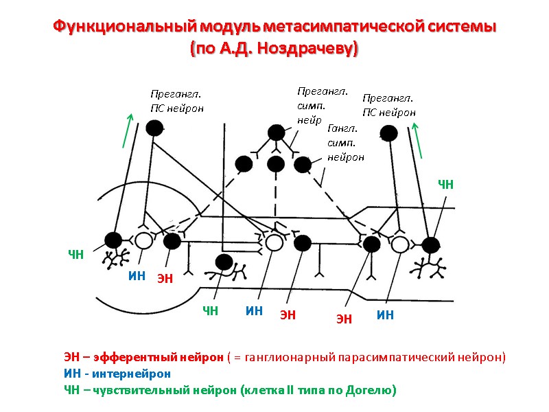 Функциональный модуль метасимпатической системы  (по А.Д. Ноздрачеву) ЭН – эфферентный нейрон ( =